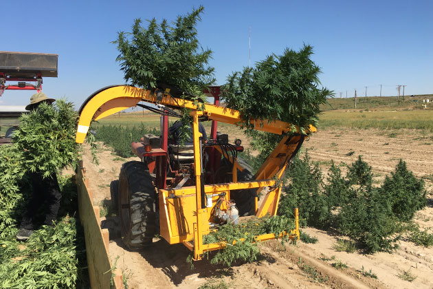 Récolteuse de canabis Kirpy RMTD