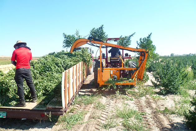 Récolteuse de canabis Kirpy RMTD