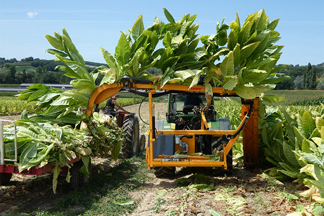 Récolteuse de tabac Kirpy RMTD